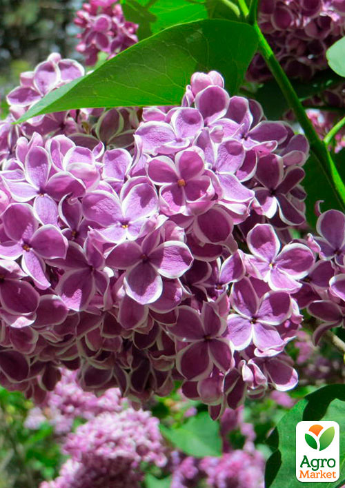 

Бузок пурпурний з білою смужкою Сенсація (Sensation)