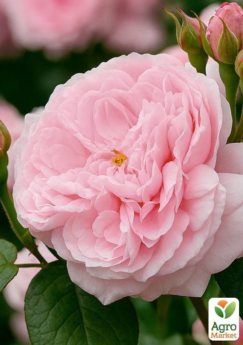 

Роза английская Eglantyne (саженец класса АА+) высший сорт