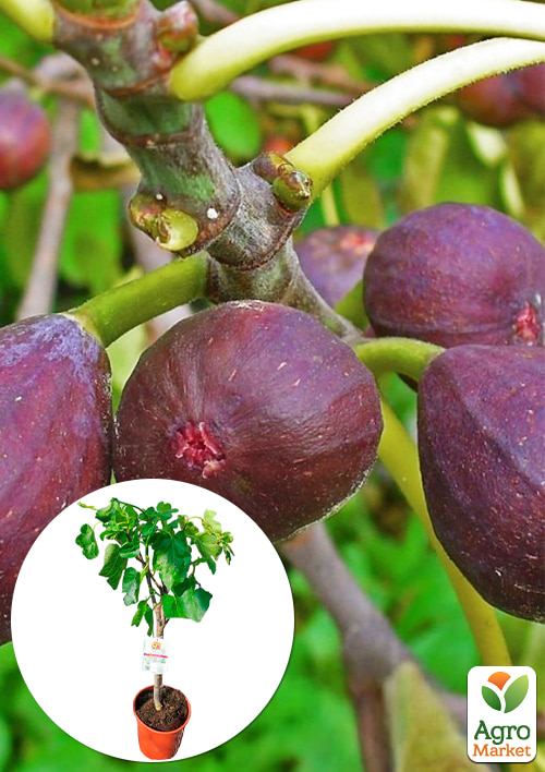

LMTD Інжир 3-річний щеплений Carica (висота 80-100см)