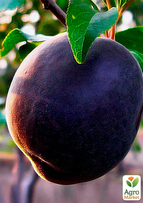 

Абрикос Черный Принц (летний сорт, средний срок созревания)