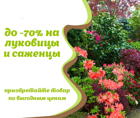 Акция! До -70% на луковицы и саженцы Акция! До -70% на луковицы и саженцы