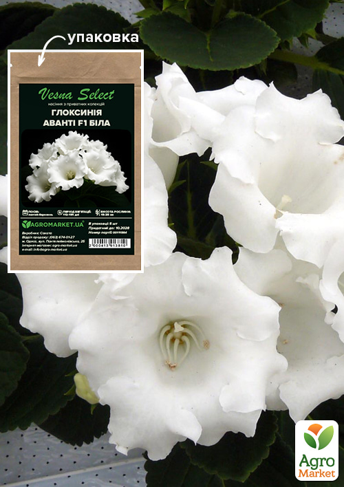 

Глоксиния Аванти F1 белая ТМ Vesna Select 5шт