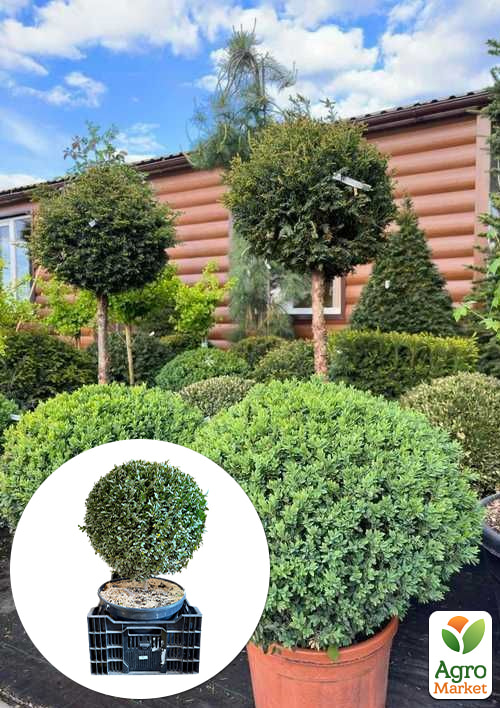 

Самшит вечнозеленый формированный шар, диаметр 50см