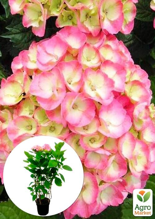 

Гортензия крупнолистная 4-х летняя "Rembrandt Dolce Chic" (70-90см)