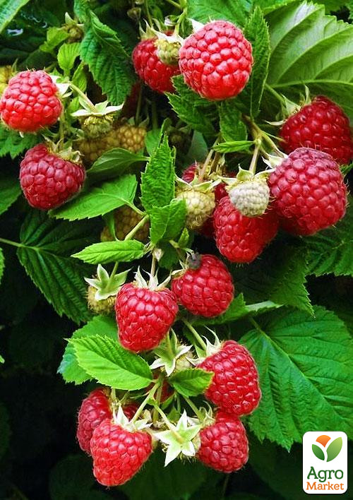 

Малина Glen Fyne (середньоранній термін дозрівання, слабошипний сорт) 1-річний саджанець