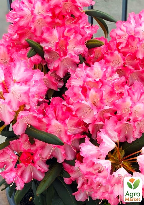 

Рододендрон гібридний вічнозелений Emanuella