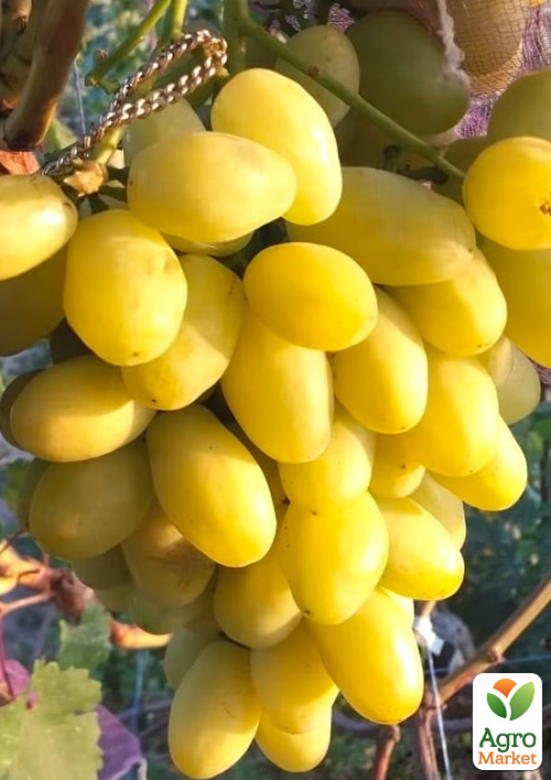 

Виноград Бананас (крупноягідний мускат з цитронними нотками, дуже ранній)