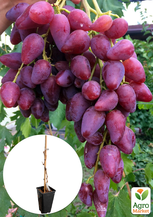 

Виноград десертный Перцовый Красный (укорененный саженец в контейнере)