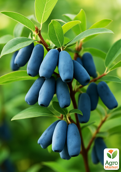 

Жимолость Фіолент (ранній термін дозрівання, великоплідний сорт)