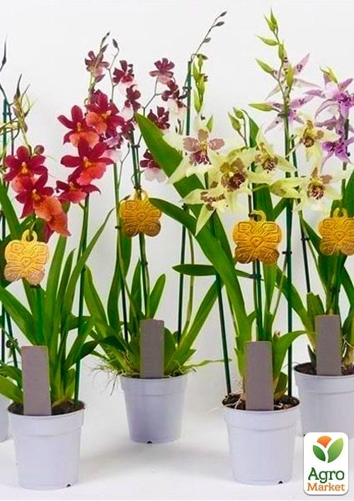 Орхидея "Камбрия" Mix Уценка 1 саженец в упаковке (комнатный) Нидерланды