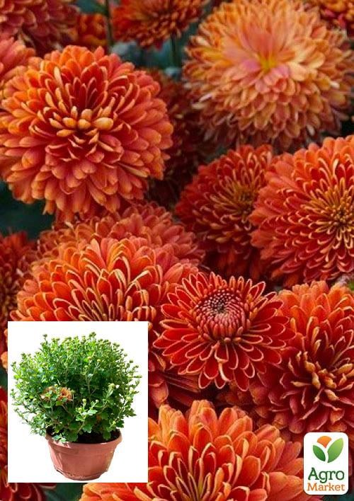 

Хризантема Садовая "Expensive Terracotta" (высота 30-50см)
