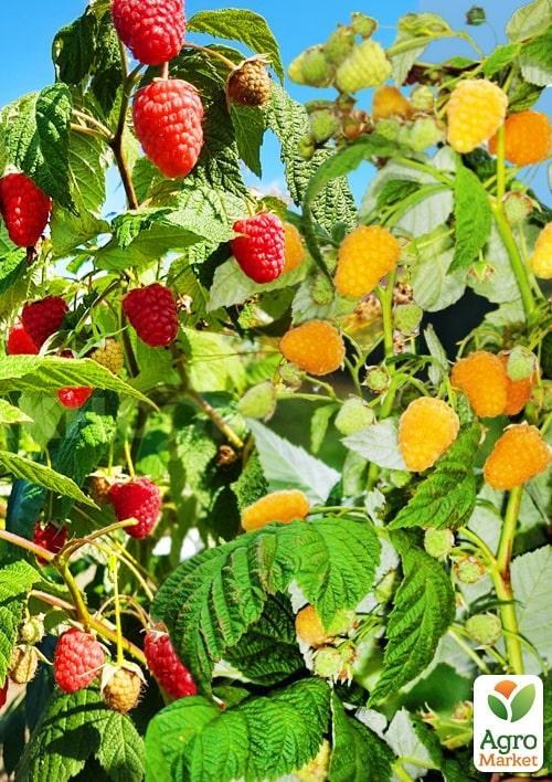 

Лучшая малина, комплект из 2-х сортов Малиновая вечеринка (Raspberry party) 2шт саженцев