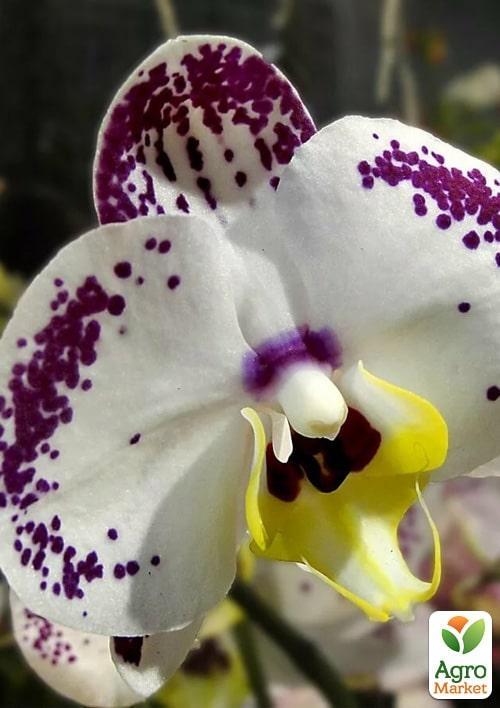 Орхидея Super Mini (Phalaenopsis) "Leo" 1 саженец в упаковке (комнатный) Нидерланды