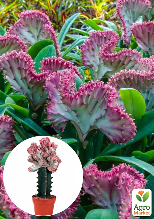 

LMTD Эуфорбия Lactea Cristata (суккулент)