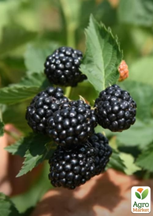 

Ежевика Caddo (высокоурожайный сорт, ранний срок созревания)