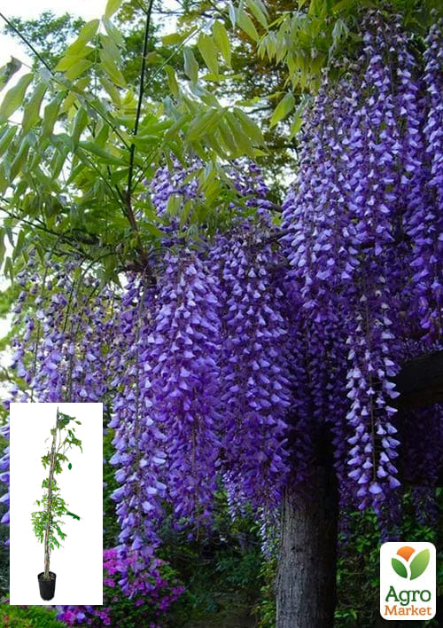 

LMTD Вистерия (глициния) Sinensis Prolific 5-и летняя (высота 150-200см)