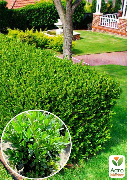 

Самшит буксус вічнозелений Гармонія (Harmony)