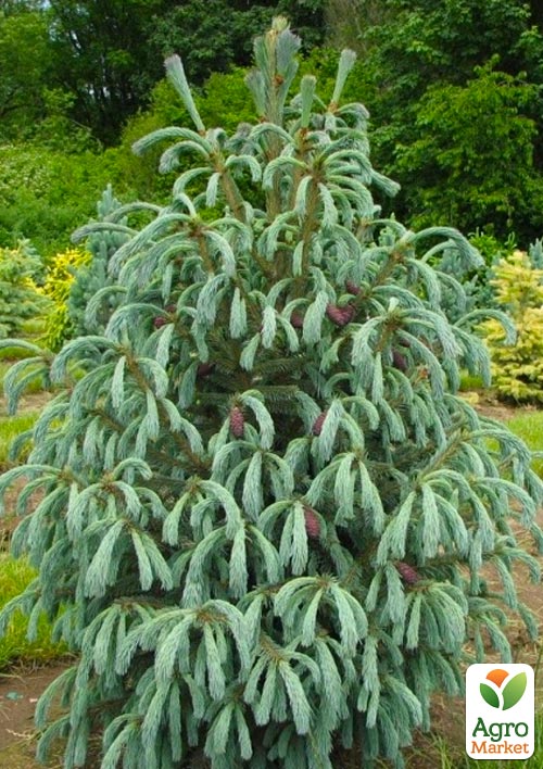 

Ель Энгельмана Picea Engelmannii Glauca (горшок P9)
