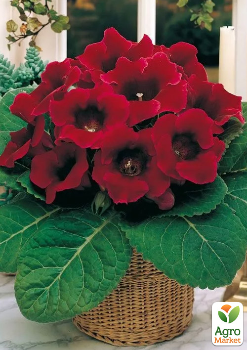 

Глоксинія Defiance