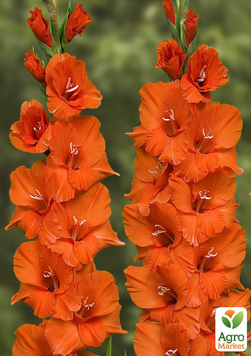

Гладиолус Orange King