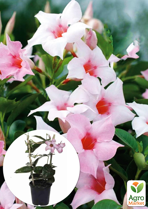 

Дипладенія (Mandevilla) Soft Cream Pink (квітуча ліана)