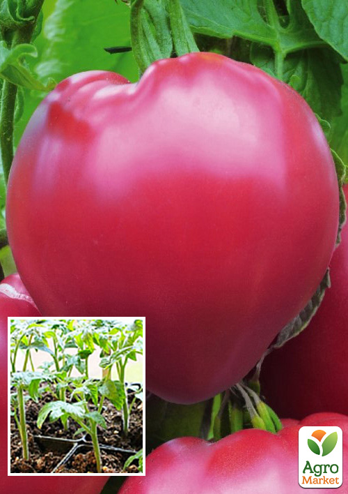 

Рассада Томат «Бычье сердце розовое» (фермерское взращивание), 1шт в упаковке