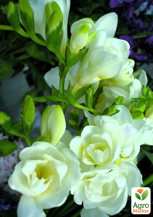 

Фрезия простая White 5шт в упаковке