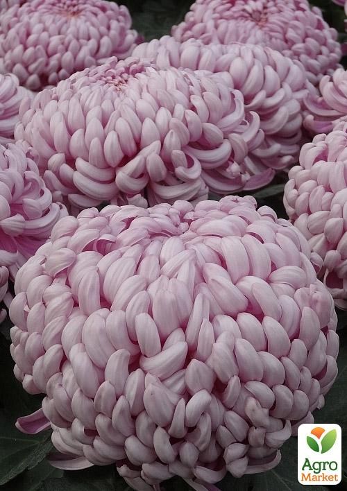 

Хризантема Agora Mauve (низкорослая крупноцветковая)