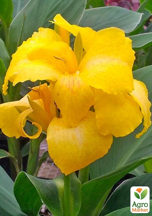 

Канна Низкорослая Yellow Futurity