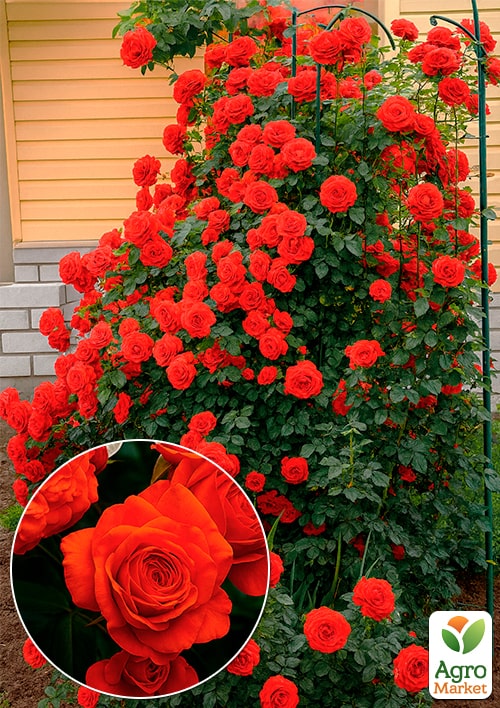 

Роза плетистая Салита (саженец класса АА+) высший сорт