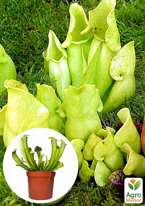 

Саррацения (Sarracenia)