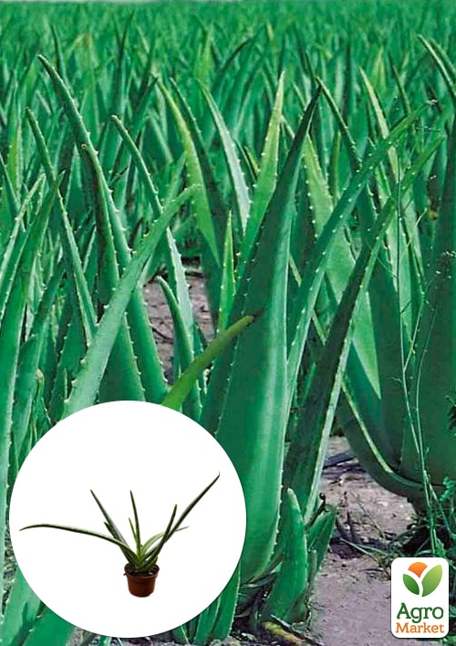 

Суккулент Aloe Vera (Нидерланды)