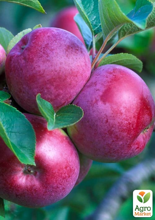 

Яблуня Спартан (зимовий сорт, пізній термін дозрівання)