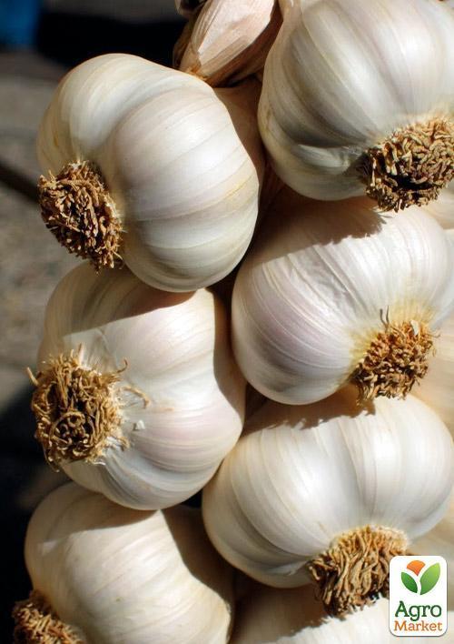 

Чеснок посадочный Мессидор Голландия (Головка) 0.2кг