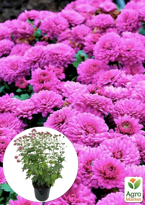 

Хризантема Садова Fonti Pink (горшок ф12 висота 20-30см)
