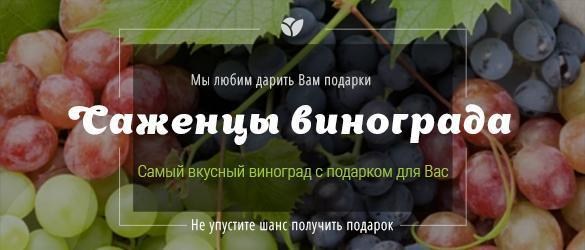 Получайте в подарок 2 саженца винограда! Получайте в подарок 2 саженца винограда!