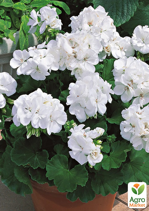 

Пеларгония зональная Two in One White