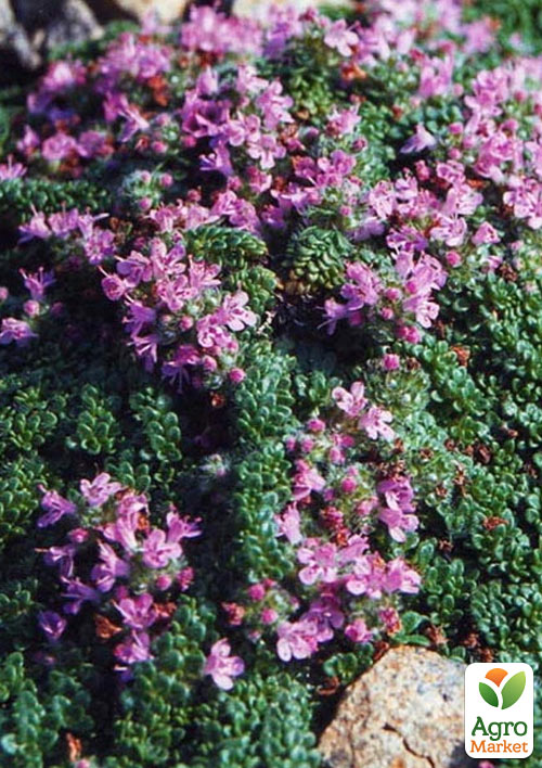 

Чебрець декоративний Pseudolanguginjsus (ароматний грунтопокровний багаторічник)