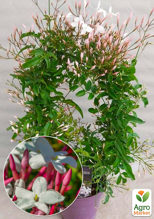 

Жасмин кімнатний Rose Jasminum polyanthum