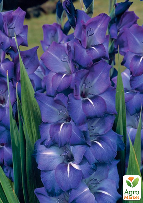 

Гладиолус Blue Isle