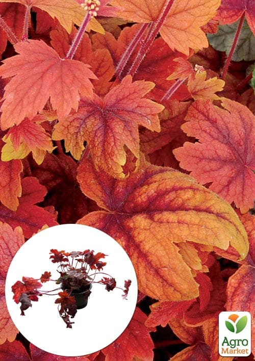 

Гейхерелла (Heucherella) Sweet Tea С1 (висота 15-30см)