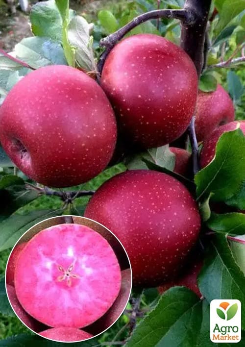 

Яблуня червоном'яса Ред Мун (Red Moon) (літній сорт, середній термін дозрівання)