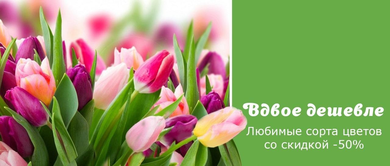 Акция! Вдвое дешевле Акция! Вдвое дешевле