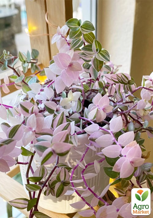 

Каллизия Бьянка (Callisia repens Bianca)