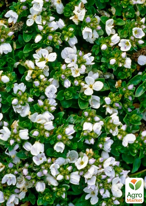 

Вероника Простертая Alba (цветущий ковер)