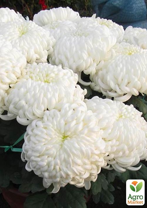 

Хризантема Sunberry White (низкорослая крупноцветковая)