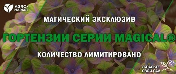 Акция! Эксклюзив в Agro-Market.ua магические гортензии серии Magical® специально для Вас Акция! Эксклюзив в Agro-Market.ua магические гортензии серии Magical® специально для Вас