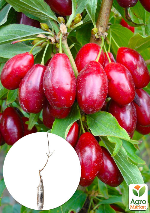 

Кизил привитый Grenadier саженец 2 года (ранний срок созревания, крупноплодный)