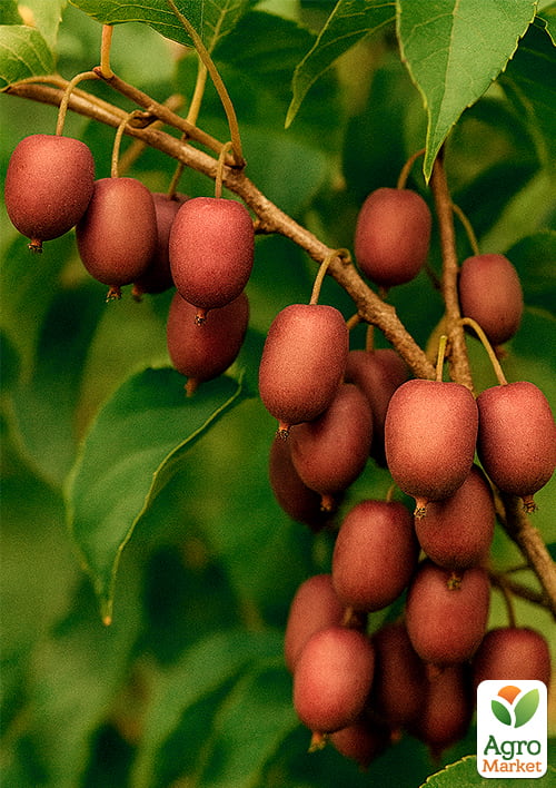 

Актинидия аргута Харди Ред (мини-киви, морозостойкий сорт)