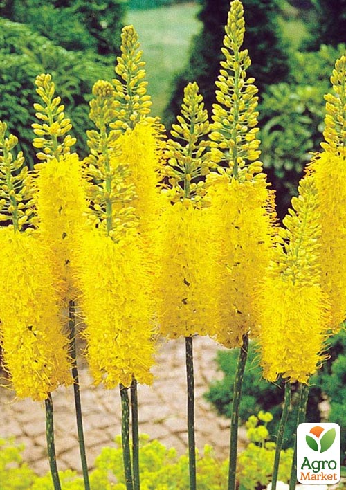 

Еремурус Stenophyllus 1шт в упаковці